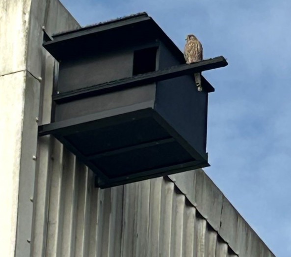 Kestrel Box2